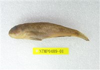 藏品(雲紋鰕虎)的圖片